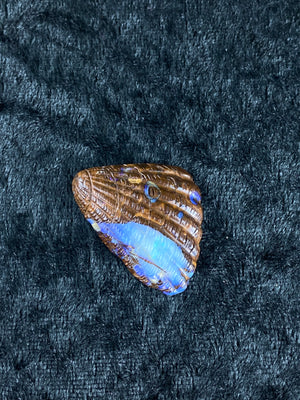 Opal Sea Shell Carving