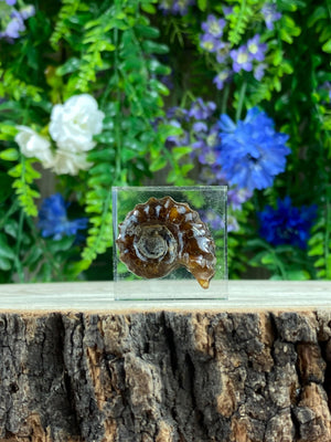 Elements of Avebury Ammonite