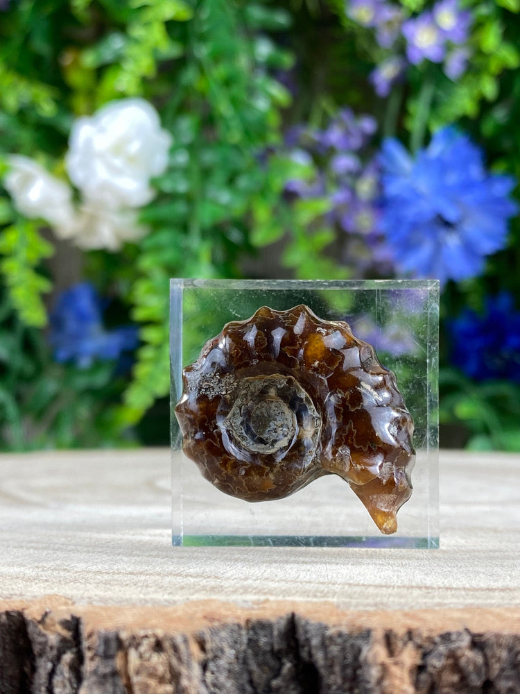 Elements of Avebury Ammonite