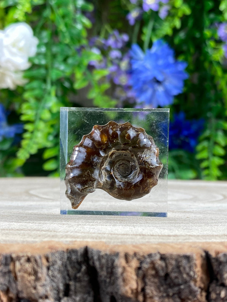 Elements of Avebury Ammonite