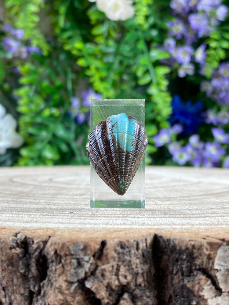 Elements of Avebury Boulder Opal Sea Shell Carving