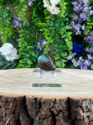 Elements of Avebury Boulder Opal Sea Shell Carving